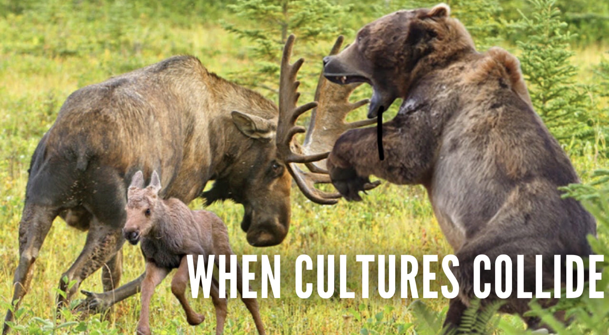 When Cultures Collide