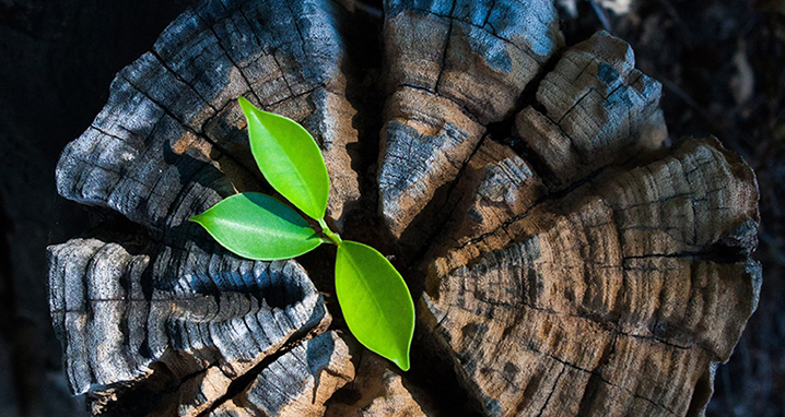 Dollarphotoclub_99996405_718x382