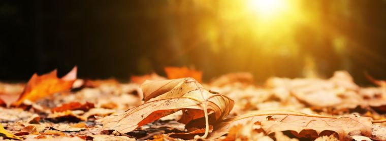thankful-for-autumn-leaves